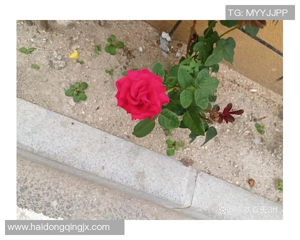 何思雨：在风雨中绽放的坚韧与希望的旅程